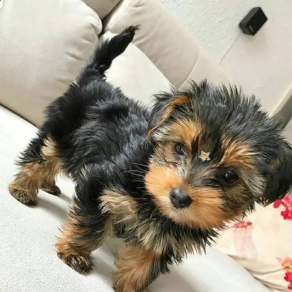2 cuccioli di yorkie femmine(+34631716322)