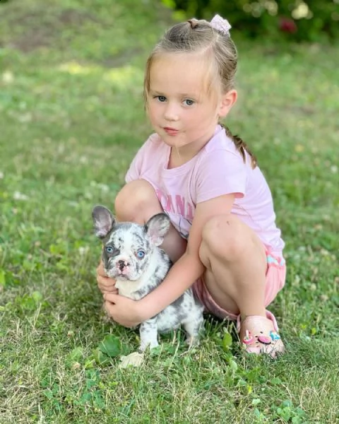 vendo bellissimi cuccioli di bulldog francese maschio e femmina )) | Foto 3