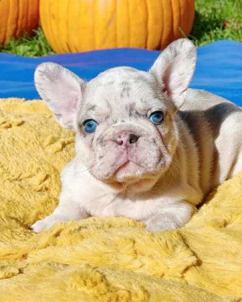vendo bellissimi cuccioli di bulldog francese maschio e femmina )) | Foto 1
