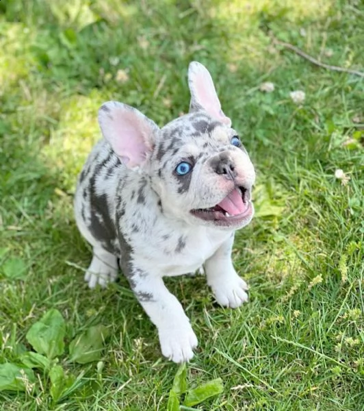 vendo bellissimi cuccioli di bulldog francese maschio e femmina )) | Foto 0