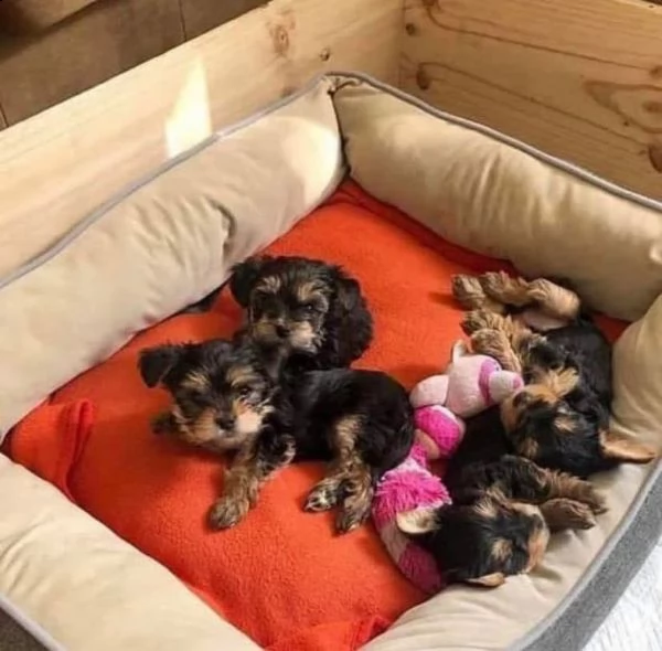 abbiamo sia maschi che femmine di yorkshire a disposizione | Foto 1