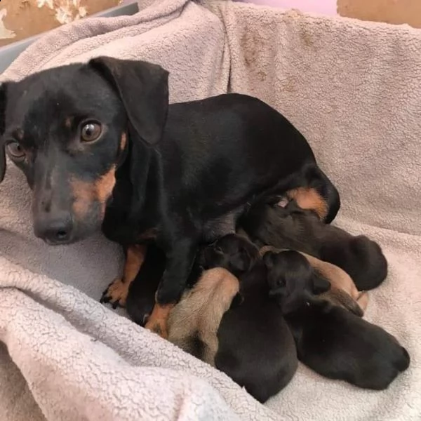 regalo cuccioli di pinscher