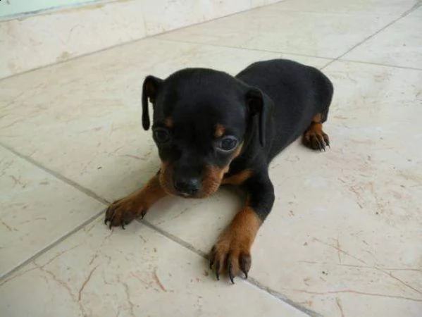 regalo cuccioli di pinscher | Foto 0