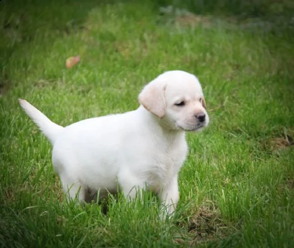 bellissimi cuccioli di labrador | Foto 5