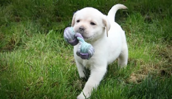 bellissimi cuccioli di labrador | Foto 4