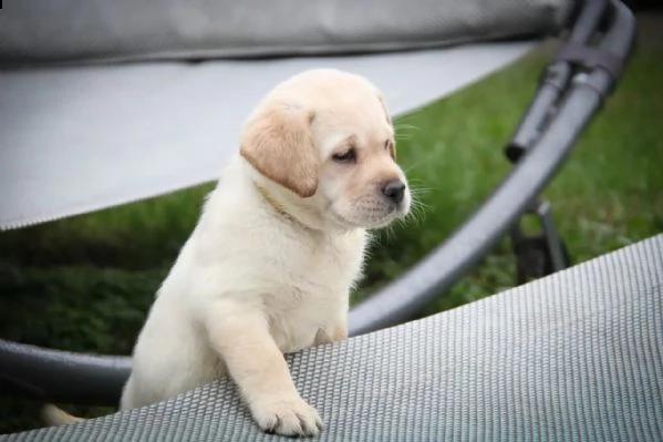 bellissimi cuccioli di labrador | Foto 3