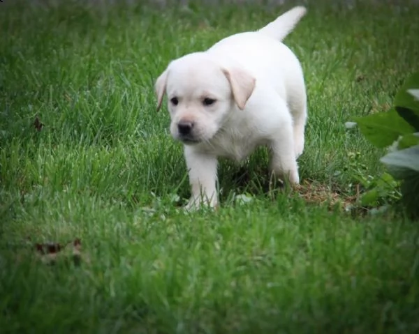 bellissimi cuccioli di labrador