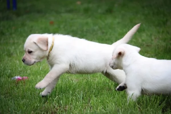 bellissimi cuccioli di labrador | Foto 2
