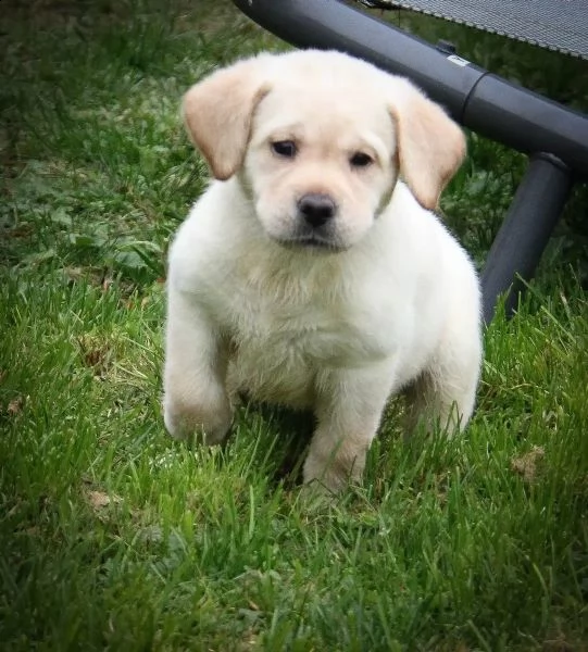 bellissimi cuccioli di labrador | Foto 0