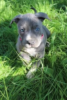 3 meravigliosa cucciolata di pitbull miele