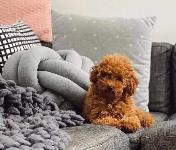 regalo barboncino toy disponibili ✓✓✓ | Foto 0