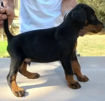 cuccioli dobermann