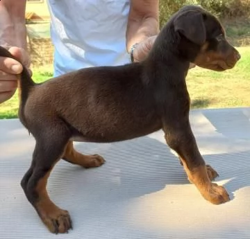 cuccioli dobermann | Foto 0