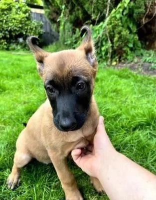 cuccioli pastore belga malinois