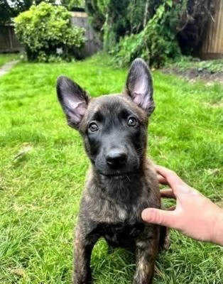cuccioli pastore belga malinois | Foto 0