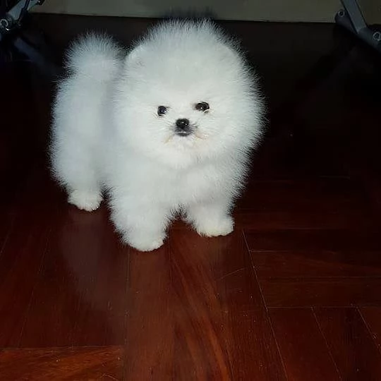 regalo volpino pomerania cuccioli
