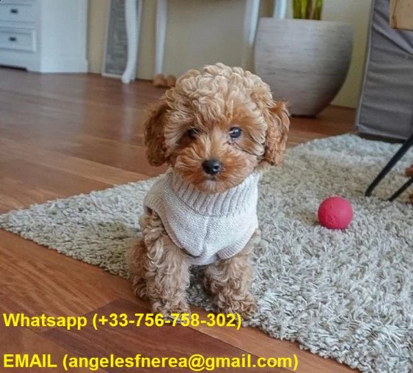 regalo barbone allevato in famiglia