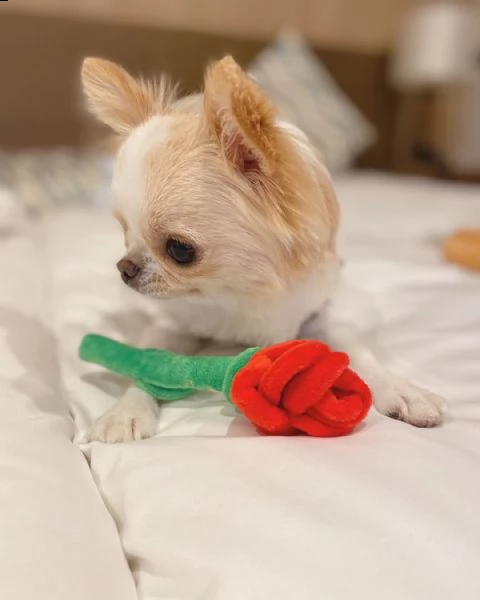  regalo chihuahua// | Foto 0