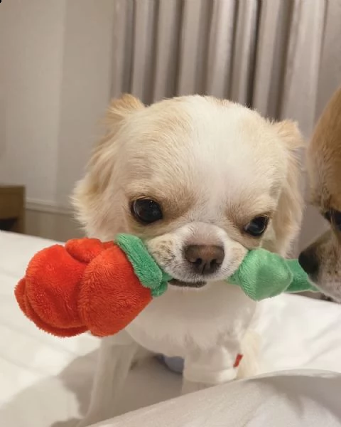  regalo chihuahua ..