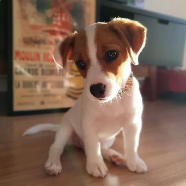  regalo jack russel cuccioli meravigliosi !  nati in casa da nostri esemplari ipertipici carattere o