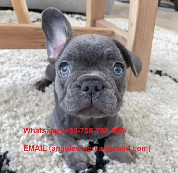 regalo affettuosi cuccioli di bulldog francese