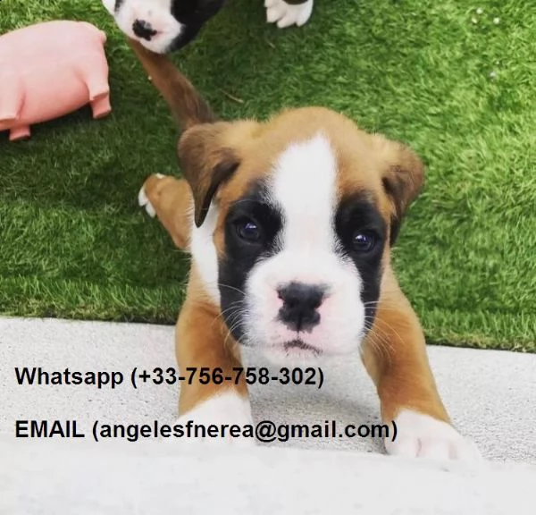 regalo adorabili cuccioli di boxer