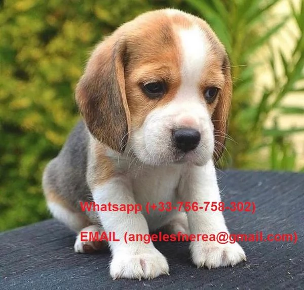 regalo adorabili cuccioli di beagle