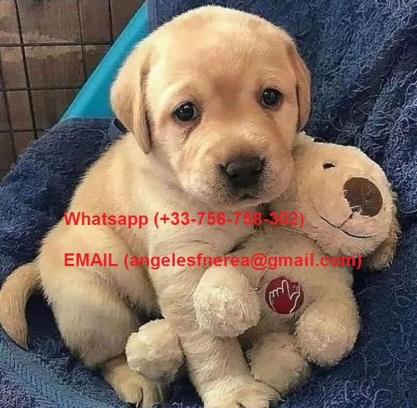 regalo cucciolo di golden retriever 