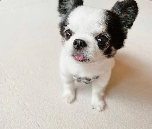 regalo bellissimo cuccioli chihuahua