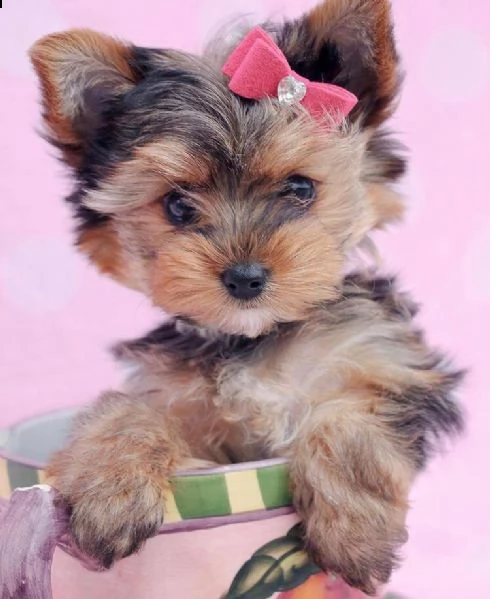 regalo cucciolo yorkshire