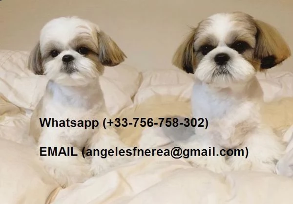 regalo disponibili cuccioli shih tzu