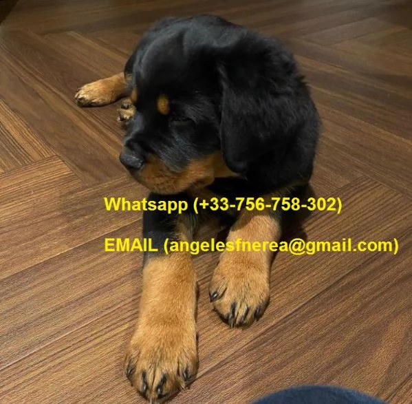 regalo meravigliosi cuccioli di rottweiler