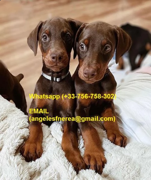 regalo affascinanti cuccioli di doberman