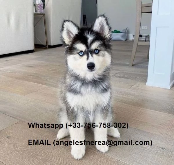 regalo cuccioli di husky siberiano