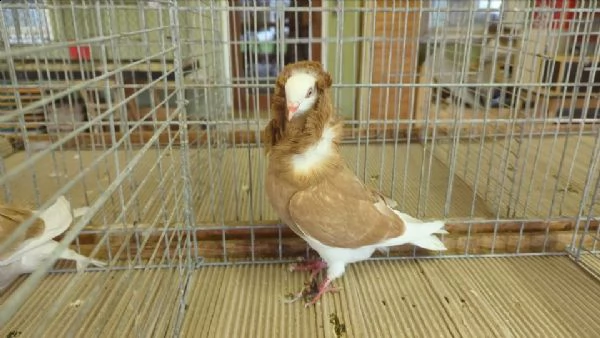 cappuccino olandese | Foto 1