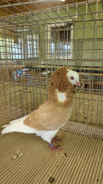 cappuccino olandese | Foto 0