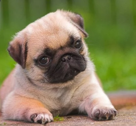 regalo cuccioli di calino bellissimi cuccioli disponibili, carattere adorabile ,sono docili ed affet