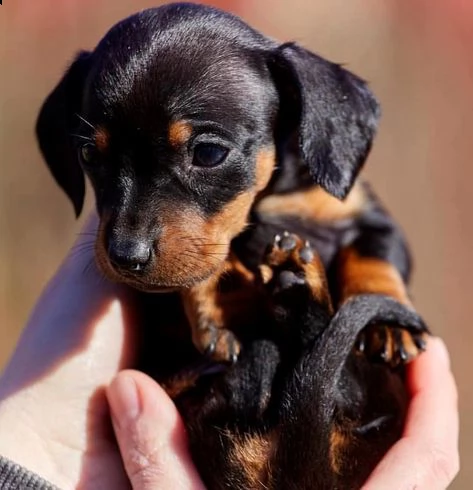 regalo adorabili cuccioli dobermann femminucce e maschietti gratuita i cuccioli sono vaccinati sverm