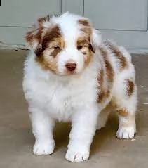 adorabili cuccioli pastore australiano femminucce e maschietti disponibili i cuccioli sono vaccinati