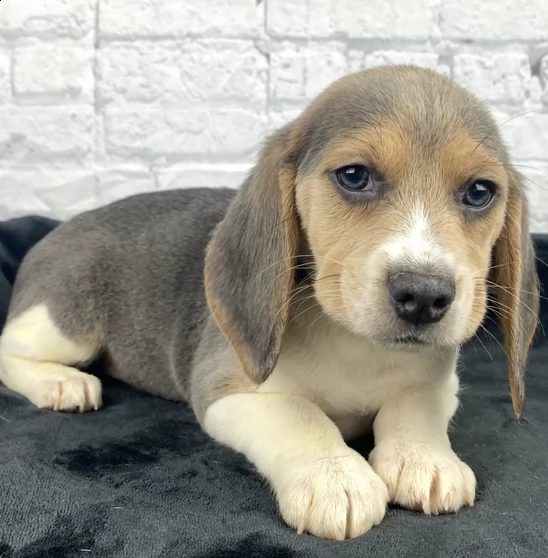 regalo beagle  | Foto 0