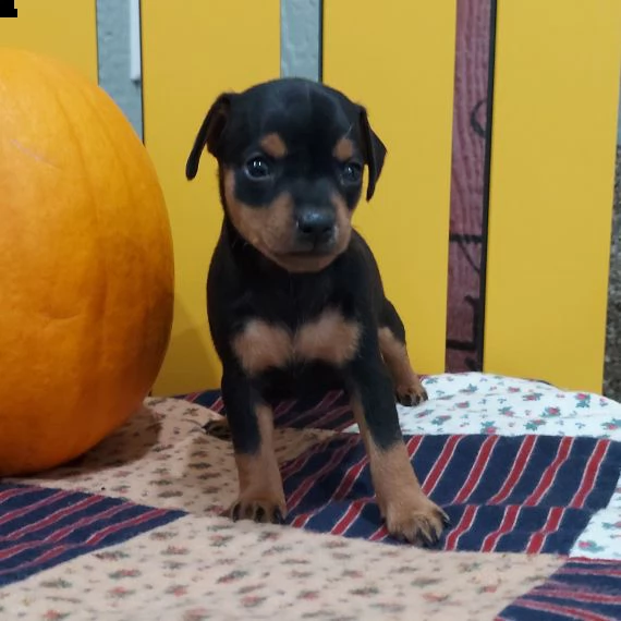 regalo  cuccioli pinscher