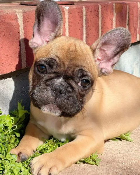 vendo bellissimi cuccioli di bulldog francese maschio e femmina | Foto 2