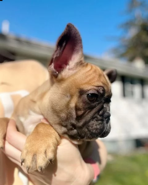 vendo bellissimi cuccioli di bulldog francese maschio e femmina | Foto 0