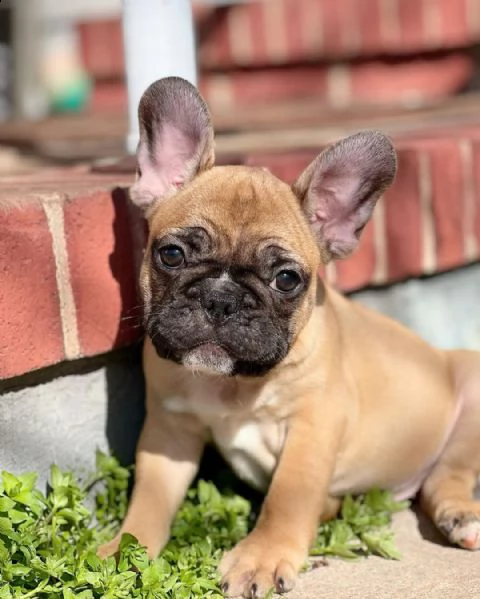 vendo bellissimi cuccioli di bulldog francese maschio e femmina