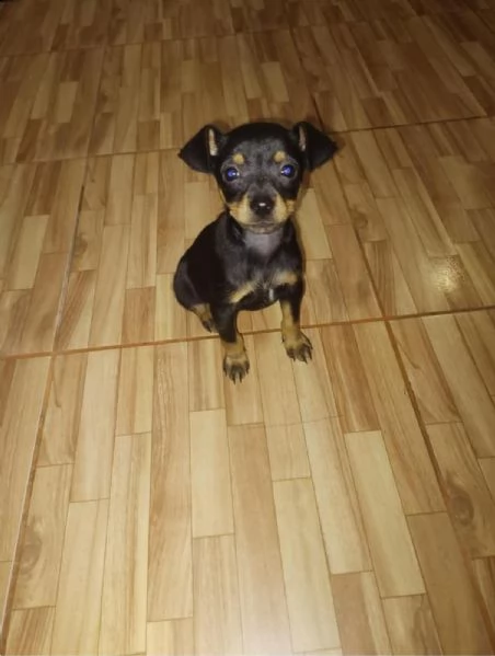 regalo cuccioli di pinscher  | Foto 0