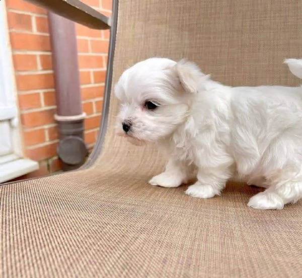 regalo maltese mini toy $$$$$ | Foto 0