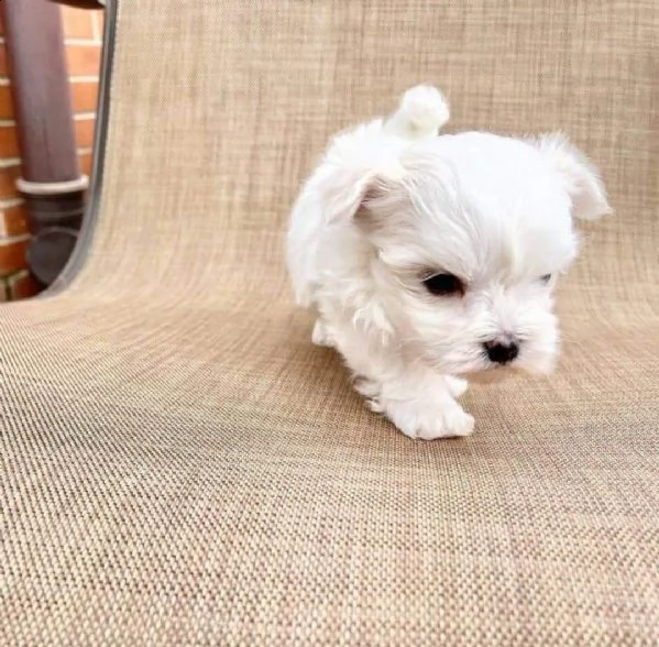 regalo maltese mini toy $$$$$