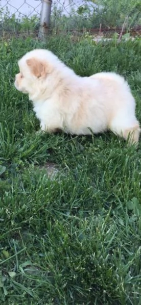 cuccioli di chow chow nei colori rosso crema nero | Foto 6