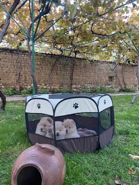cuccioli di chow chow nei colori rosso crema nero | Foto 5
