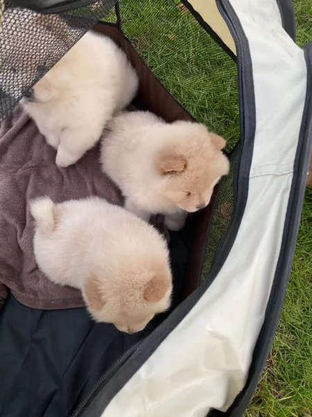 cuccioli di chow chow nei colori rosso crema nero | Foto 3